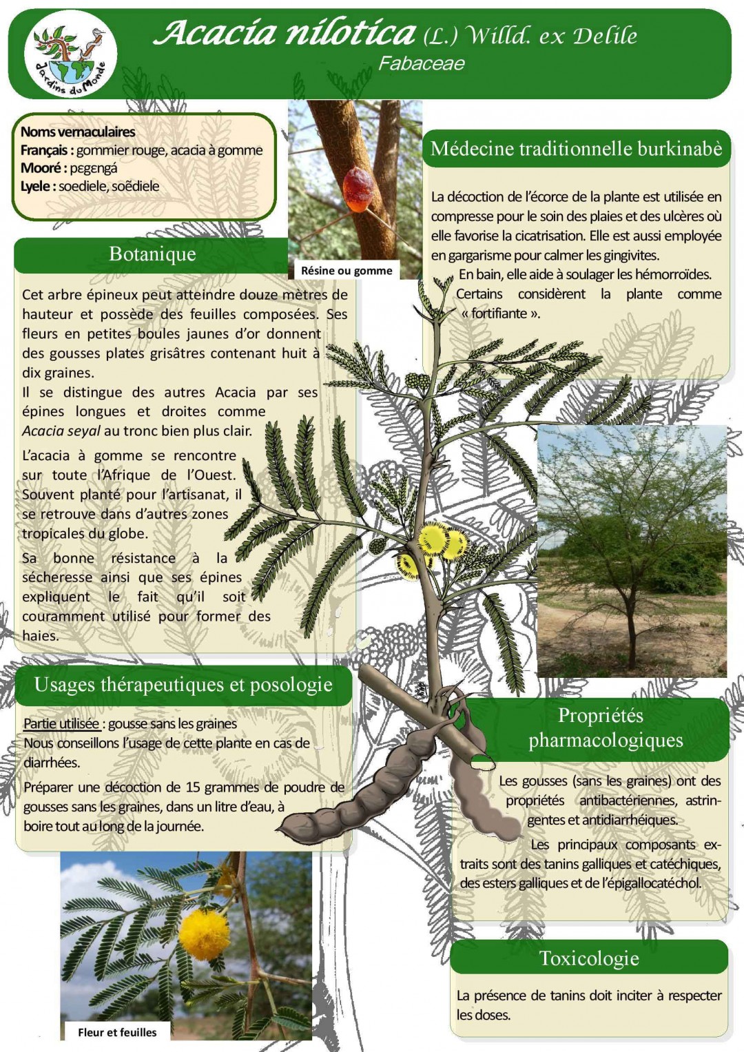 Acacia nilotica Jardins du Monde