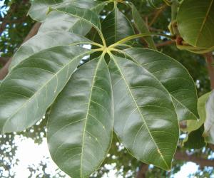 Bombax costatum Jardins du Monde