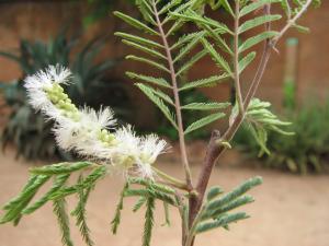 Acacia dudgeoni Mogueya 14-07-16