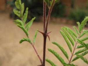 Acacia dudgeoni Mogueya 14-07-16 02