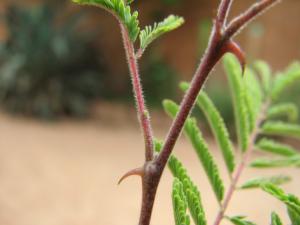 Acacia dudgeoni Mogueya 14-07-16 03