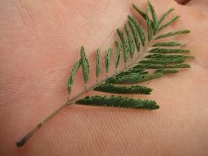 Acacia dudgeoni Mogueya 14-07-16 04