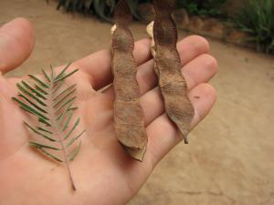 Acacia dudgeoni Mogueya 14-07-16 05