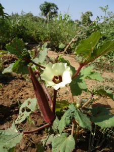 Abelmoschus esculentus 2