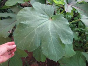 Abelmoschus esculentus-feuille