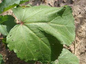 Abelmoschus esculentus feuille