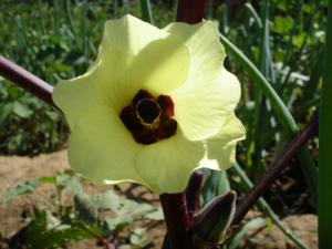 Abelmoschus esculentus, fleur