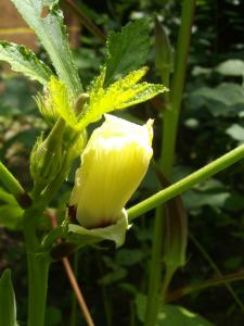 Abelmoschus esculentus fleur