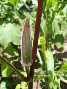 Abelmoschus esculentus fruit (2)