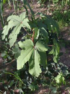 Abelmoschus esculentus jeune plante (2)