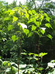 Abelmoschus esculentus plante entière