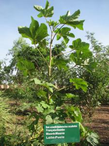 Abelmoschus esculentus