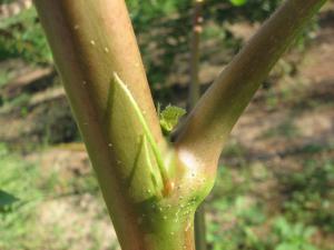 Abelmoschus esculentus