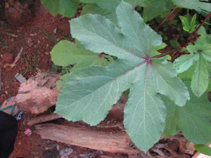 Abelmoschus esculentus_feuille palmée