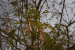 Acacia ataxacantha(!)