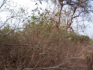 Acacia ataxacantha 1
