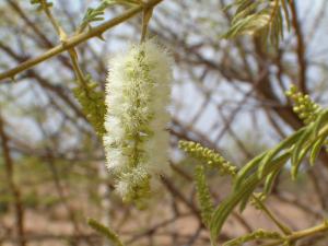 Acacia ataxacantha 2