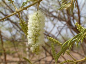 Acacia ataxacantha 2